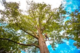 Best Tree Removal  in National Harbor, MD