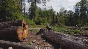Best Firewood Processing and Delivery  in National Harbor, MD