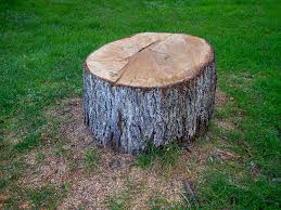 Trusted National Harbor, MD Tree Care Experts