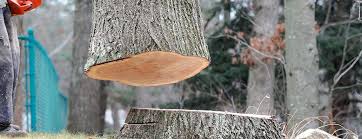 How Our Tree Care Process Works  in  National Harbor, MD