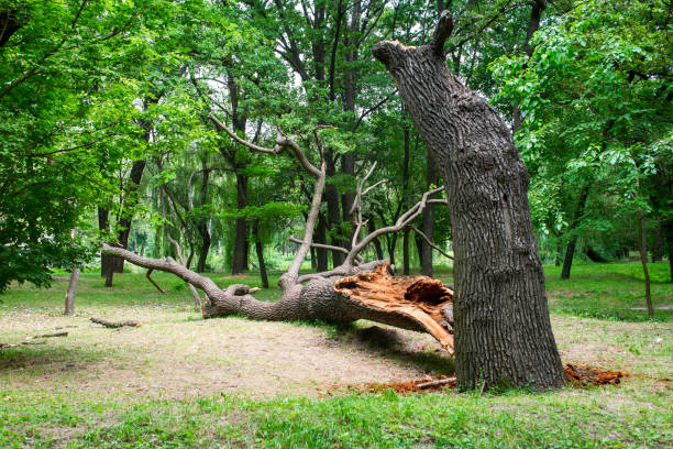 Best Tree Cabling and Bracing  in National Harbor, MD
