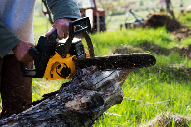 Best Lawn Renovation and Restoration  in National Harbor, MD